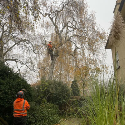 Felling a Decayed Silver Birch in Nottingham