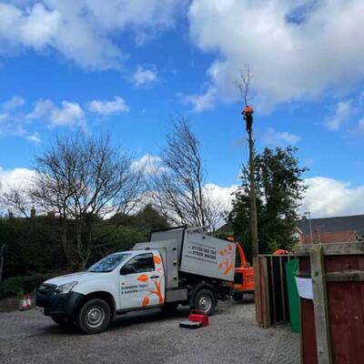 Felling Trees due to Subsidence