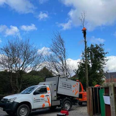 Felling Trees due to Subsidence