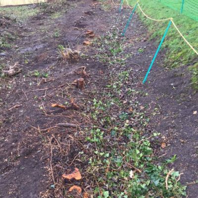 Hawthorne Hedge Removal