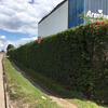 A tidy up of this hedge at a business premises in Nottingham