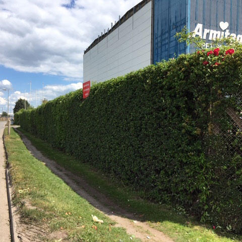 Hedge Cutting for Business Premises
