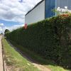 A tidy up of this hedge at a business premises in Nottingham