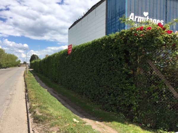 Hedge Cutting for Business Premises