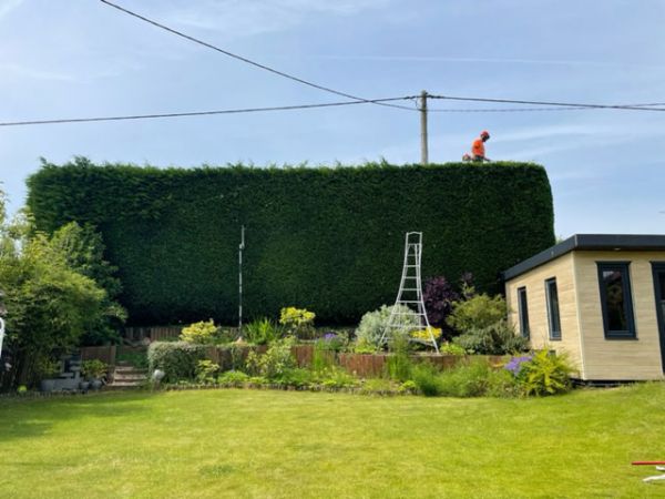 Hedge Cutting in Nottingham