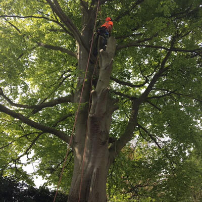 Large Beech Tree