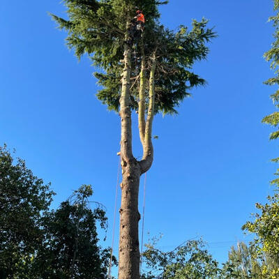 Large Cedar Tree Removal