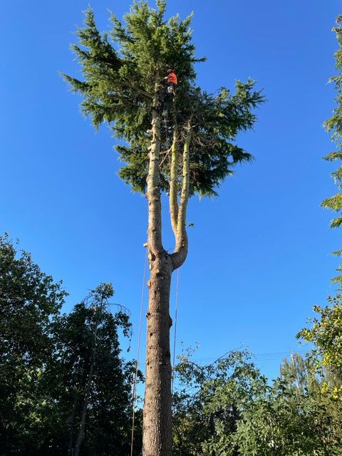 Large Cedar Tree Removal