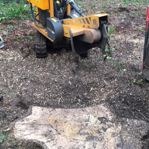 Oak Stump Grinding