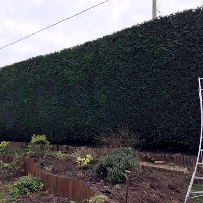 Hedge Cutting - Done Right