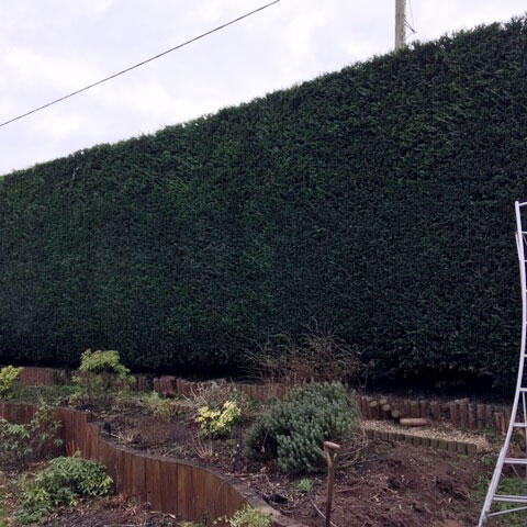 Hedge Cutting - Done Right