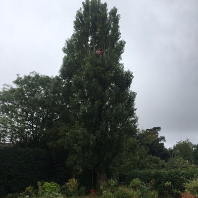 Reducing a Lombardy Poplar