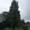 This large tree in Long Clawson required some work to reduce it down - it really is a beauty