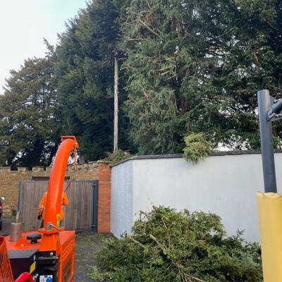 Trimming a Yew Hedge in Nottinghamshire