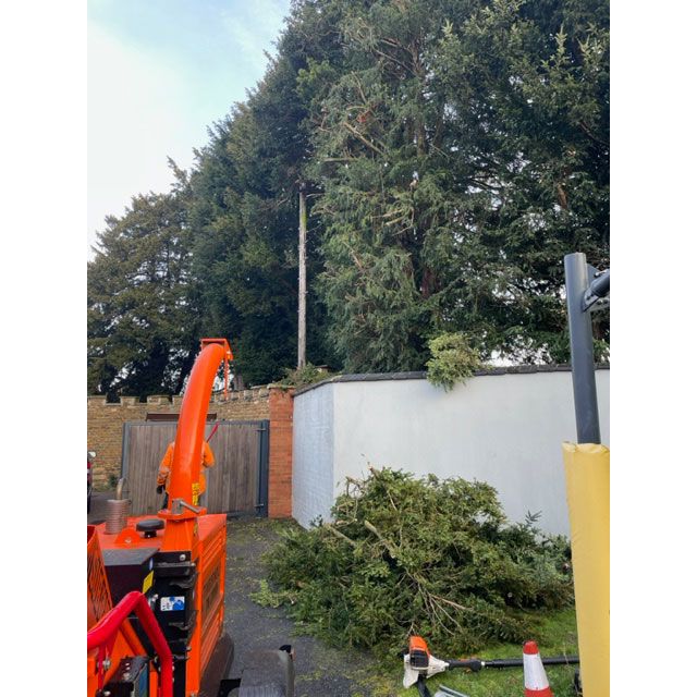 Nottingham Trimming a Yew Hedge in Nottinghamshire Summers Tree And
