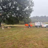 Sorting out a problem Oak tree at a golf course in Nottingham