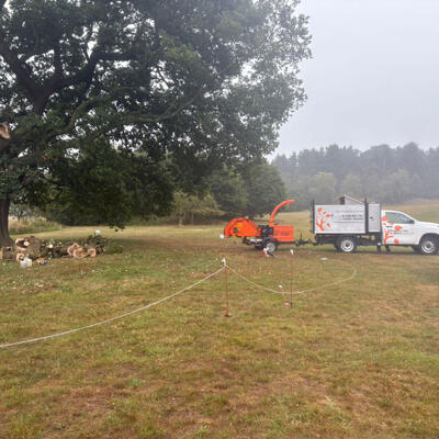 Oak Tree Limb Removal