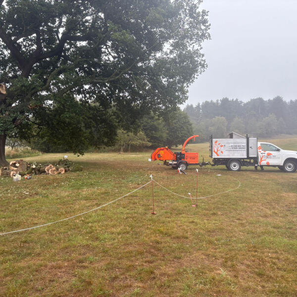 Oak Tree Limb Removal