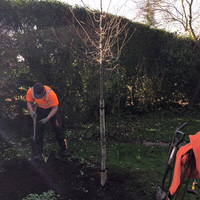 Planting an Oak and a Beech