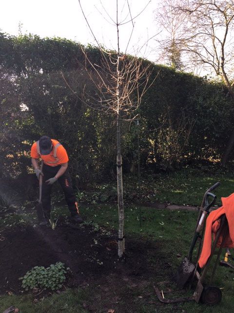 Planting an Oak and a Beech
