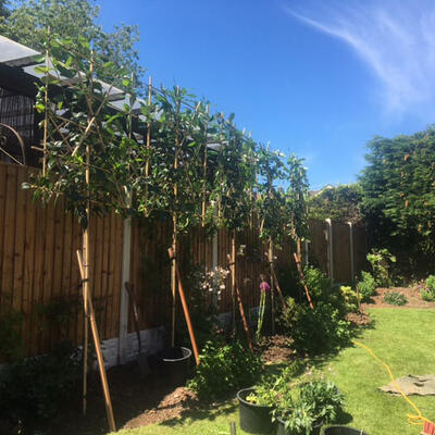 Pleached Laurels