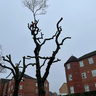 Pollarding Oak Trees