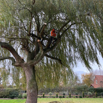 Pollarding a Willow in Nottingham