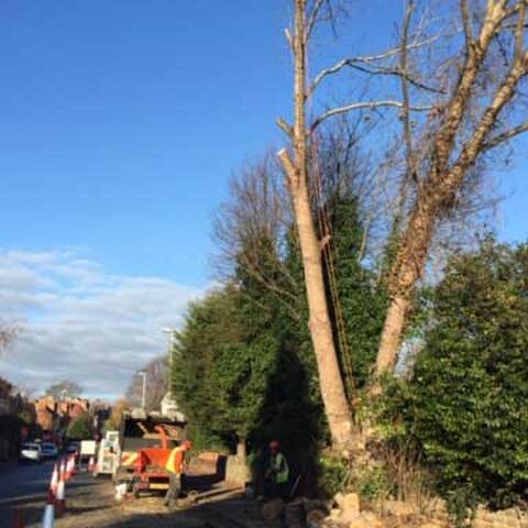 The Poplar and the Damaged wall
