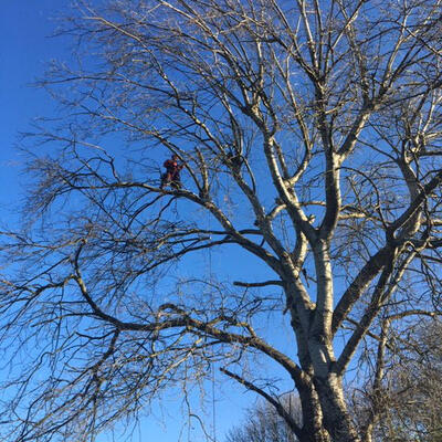 Poplar Reduction Nottingham