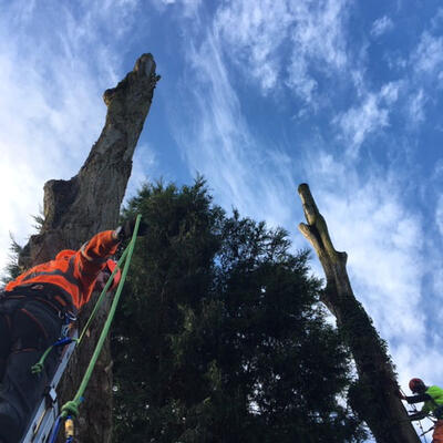 Felling Large Poplars