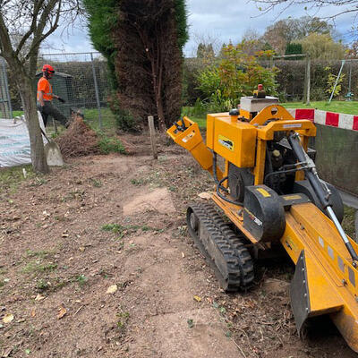 Removing Conifers and Stumps in Nottingham