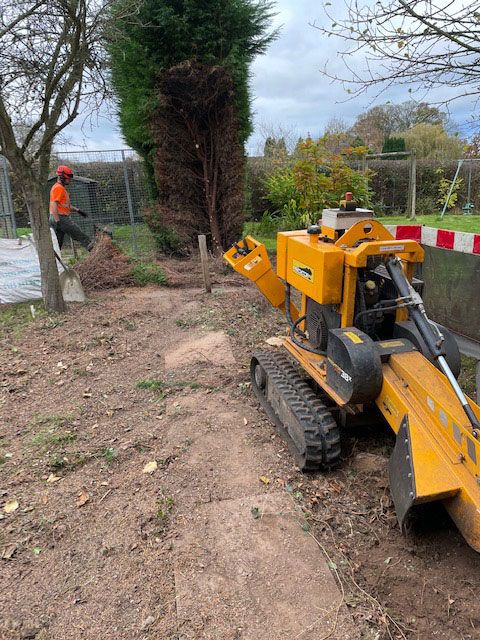 Removing Conifers and Stumps in Nottingham