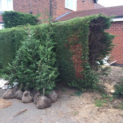 Replanting Conifers