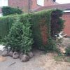 Yes, conifers do sometimes die off!