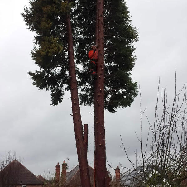 Felling a Very Large Conifer