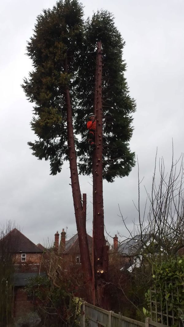 Felling a Very Large Conifer
