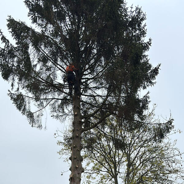 Spruce Tree Felled in Nottingham