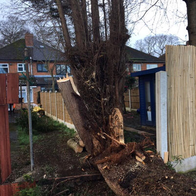 Storm Damaged Conifer