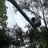 It goes without saying that tree surgery like this has to be be approached very carefully indeed