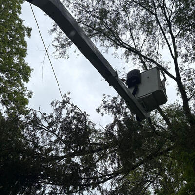 Tree Surgeon Nottingham: Removing a Storm Damaged Tree on Power Lines