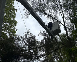 Tree Surgeon Nottingham: Removing a Storm Damaged Tree on Power Lines