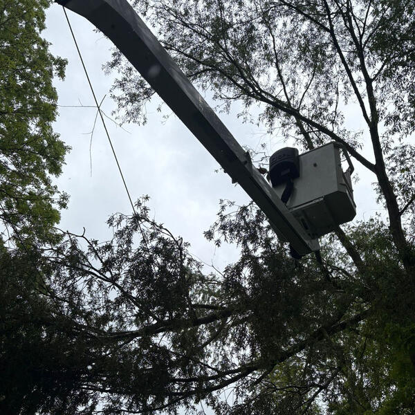 Tree Surgeon Nottingham: Removing a Storm Damaged Tree on Power Lines