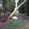 A weekend of storms and more uprooted and snapped trees...