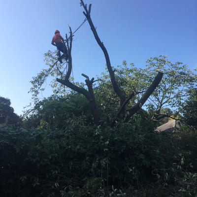 Cherry Tree Damaged in Storms