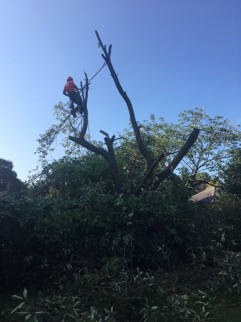 Cherry Tree Damaged in Storms