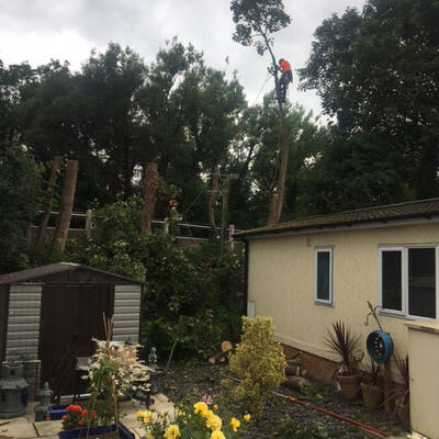 Felling Intrusive Sycamore Trees