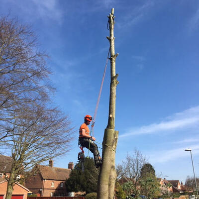 Sycamore Removal in Notts
