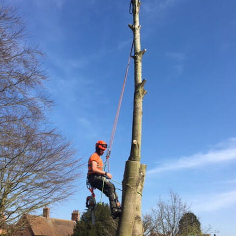 Sycamore Removal in Notts