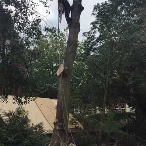 Dealing With An Overgrown Sycamore Tree