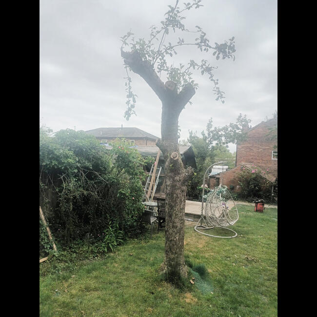 Nottingham Tree Removal and Stump Grinding in Grantham | Summers Tree ...
